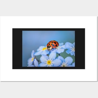Ladybird on Forget-me-not Posters and Art